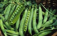 NASIONA Groch SIewny Łuskowy Izolda 40g PLANTICO Groszek 407145