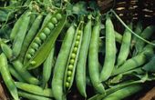 NASIONA Groch SIewny Łuskowy Izolda 40g PLANTICO Groszek 407145