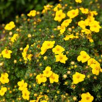 Pięciornik krzewiasty KOBOLD Żółty kwiat Niewysoki Do pojemników Okrywowy