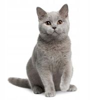 Feromony dla kota Feliway Optimum 1 szt wkład 48ml z opakowania 3packa