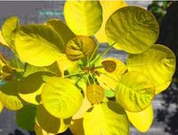 PERUKOWIEC żółty słoneczny - sadzonki 30 / 40 cm