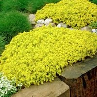 Rozchodnik ostry YELLOW QUEEN Sedum Żółty dywan Sadzonki w doniczkach P9
