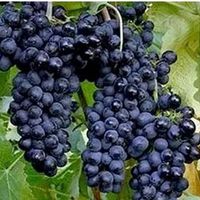 WINOGRON szczepiony czarny - sadzonki 60 / 80 cm