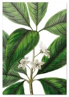 Plakat zielony kwiat 70x100 cm