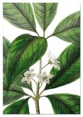 Plakat zielony kwiat 70x100 cm
