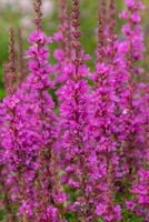 Krwawnica pospolita Robin - Lythrum salicaria