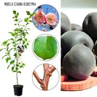 Morela Czarna słodki soczysty miąższ 180-220 cm