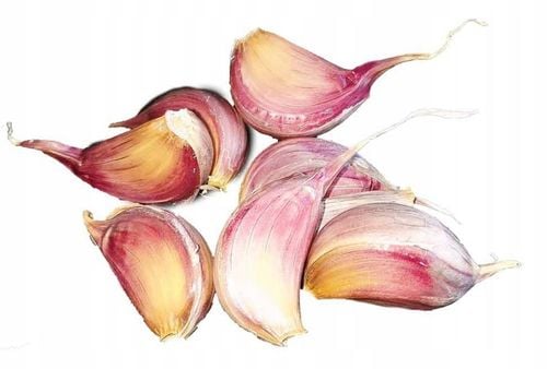 Czosnek Polski Harnaś zimowy 500g duże ząbki z własnej uprawy zdrowy na Arena.pl