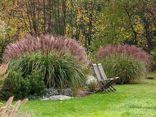 Miskant chiński GRACILLIMUS Brązowe piuropusze Duże sadzonki C3 na Arena.pl