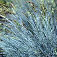 Kostrzewa sina BLUE SELECT