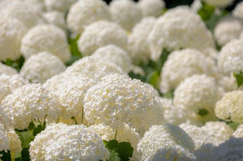 Hortensja krzewiasta 'Annabelle' (Hydrangea arborescens) Doniczka 2.0L na Arena.pl