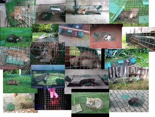 żywołapka pułapka na kuny tchórze norki szczury na Arena.pl