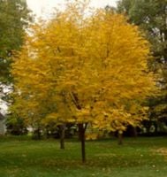 STRĄCZYN ŻÓŁTY Miododajny - sadzonki w doniczkach