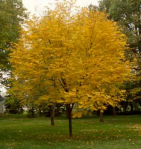 STRĄCZYN ŻÓŁTY Miododajny - sadzonki w doniczkach na Arena.pl