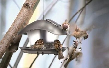 Karmnik dla ptaków BIRDYFEED SQUARE-szary kamienny na Arena.pl