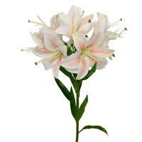 Lilia pojedyncza ciemy krem nakrapiany środek