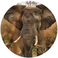 Opłatek na tort Słoń Słonik Trąbalski 18 30 40 50 60 Urodziny