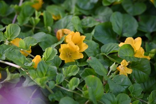 Tojeść rozesłana - Lysimachia nummularia na Arena.pl