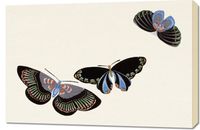 Obraz 90x60cm Butterfly 11, Sekka Japoński Vintage do Salonu