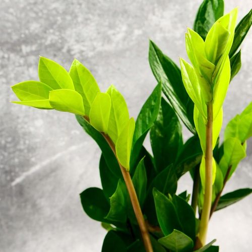 Zamioculcas Zamiokulkas zamiifolia ROŚNIE WSZĘDZIE W ZIMOWYM OPAKOWANIU na Arena.pl