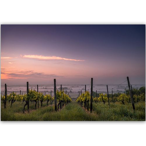 Deco Panel, Uprawy winogron 90x60 na Arena.pl