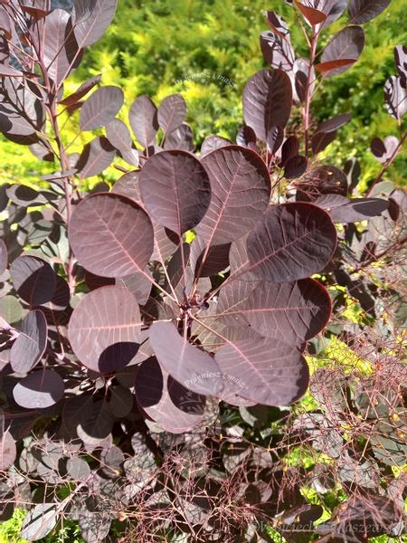 Perukowiec Lilla karłowa odmiana zdjęcie 4