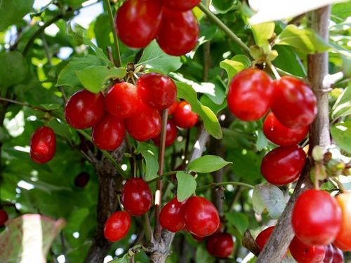 Dereń jadalny Aurea 40-60cm C2 na Arena.pl