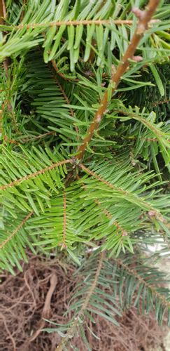 Jodła Olbrzymia Abies Grandis SADZONKI 3lata GK 30-60cm na Arena.pl