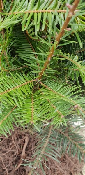 Jodła Olbrzymia Abies Grandis SADZONKI 3lata GK 30-60cm zdjęcie 2