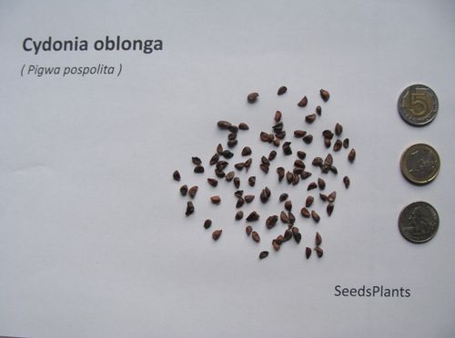 PIGWA POSPOLITA Cydonia oblonga - NASIONA 300 sztuk - 10g. na Arena.pl