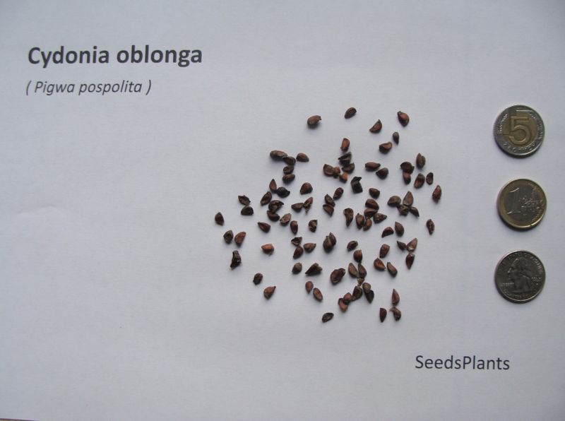 PIGWA POSPOLITA Cydonia oblonga - NASIONA 300 sztuk - 10g. zdjęcie 4