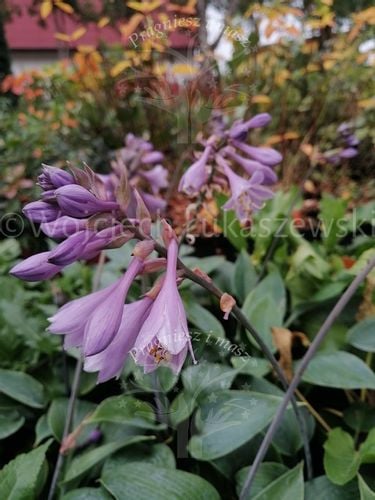 Funkia Halcyon o efektownych niebieskich liściach na Arena.pl