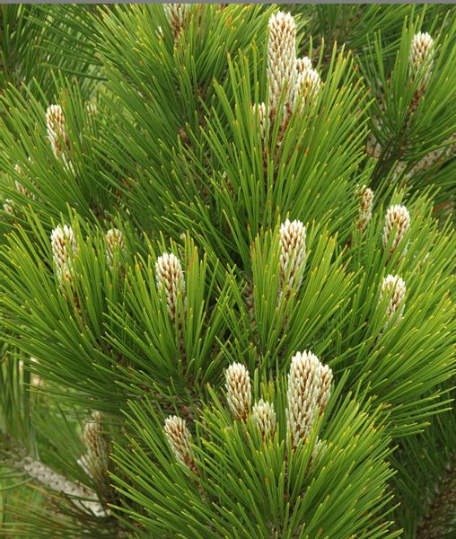 Sosna bośniacka Compact Gem P9 zdjęcie 4