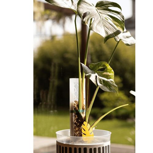 Podpora do roślin pnączy do mchu Sphagnum Palik Tyczka Do Monstery 50 na Arena.pl