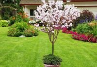 MAGNOLIA ALBA SUPERBA NA PNIU 110-130 CM