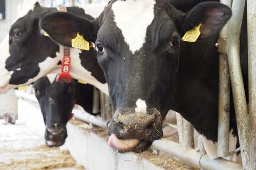 Lizawka solna dla bydła z selenem K+S EXTRA 10 kg na Arena.pl