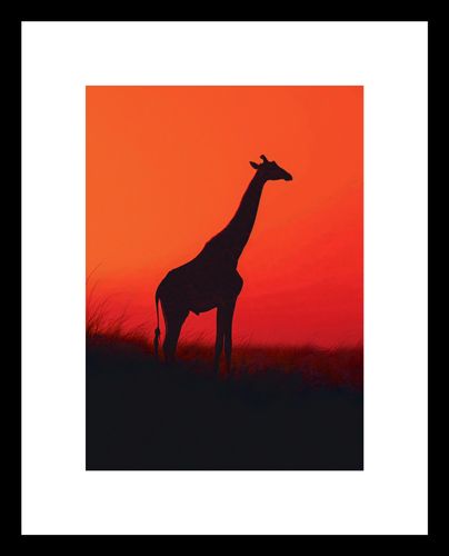 Plakat 13x18cm Żyrafa w Czerni na Arena.pl
