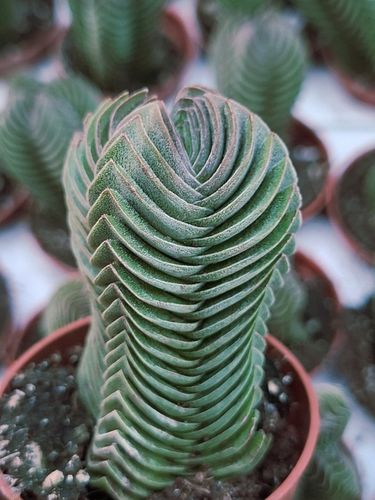 Crassula 'Buddha's Temple' Sukulent GRUBOSZ na Arena.pl