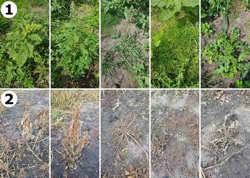 ORKAN 350SL 1L ŚRODEK CHWASTOBÓJCZY CHWASTY SKRZYP PERZ MNISZEK +RĘKAWICZKI na Arena.pl