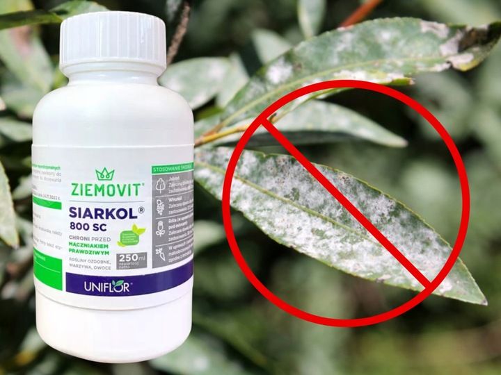 SIARKOL 800 SC SIARKA ŚRODEK GRZYBOBÓJCZY NA MĄCZNIAKA PRAWDZIWEGO 250ML zdjęcie 8