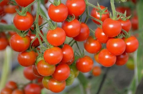 ZESTAW DO UPRAWY POMIDOR VILMA POMIDORY KOKTAJLOWE NASIONA 10x WIELOLETNIA na Arena.pl