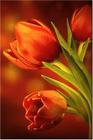 100 70CM OBRAZ PŁÓTNO CZERWONE TULIPANY PŁÓTNO RAMA