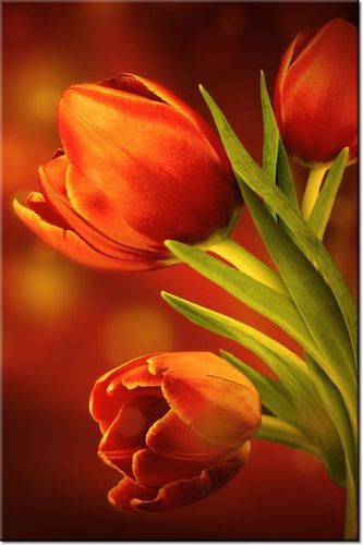 100 70CM OBRAZ PŁÓTNO CZERWONE TULIPANY PŁÓTNO RAMA na Arena.pl