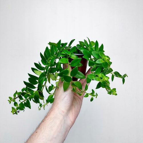 Aeschynanthus Caroline Eszynanthus don.9cm na Arena.pl