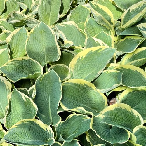 Funkia Hosta 'American Halo' W DONICZCE 2.0L, Pstra Dekoracyjna Duże liście na Arena.pl