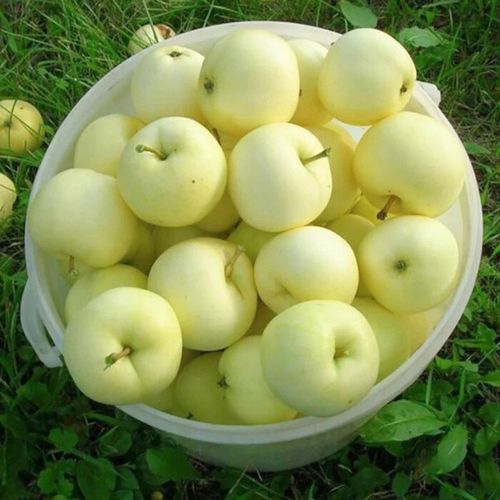 SADZONKI DRZEWKA OWOCOWE JABŁOŃ PAPIERÓWKA STAROPOLSKA WCZESNA na Arena.pl