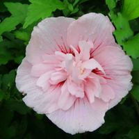 HIBISKUS Ketmia Syryjska Pink Chiffon - sadzonki 20 / 30  cm