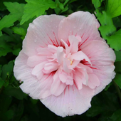 HIBISKUS Ketmia Syryjska Pink Chiffon - sadzonki 20 / 30  cm