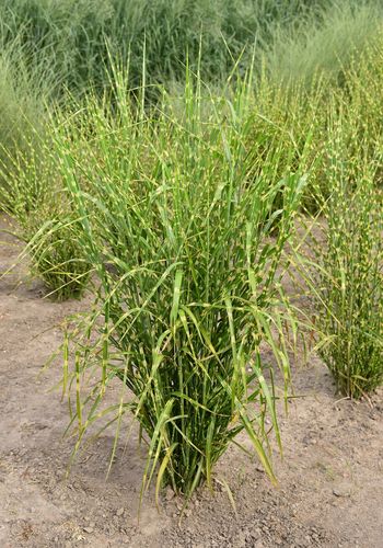 Miskant chiński Zebrinus - Miscanthus sinensis na Arena.pl