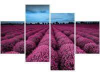 OBRAZ LAWENDOWY NCUSKI KRAJOBRAZ